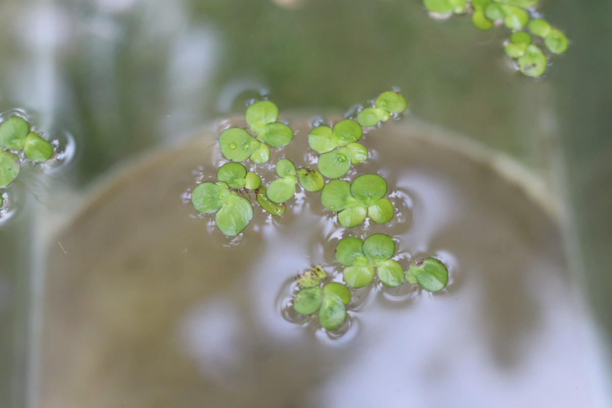 Spirodela polyrhiza (L.) Schleid.